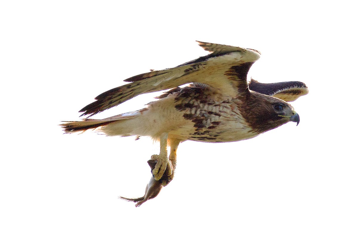 Red-tailed Hawk - ML618482710