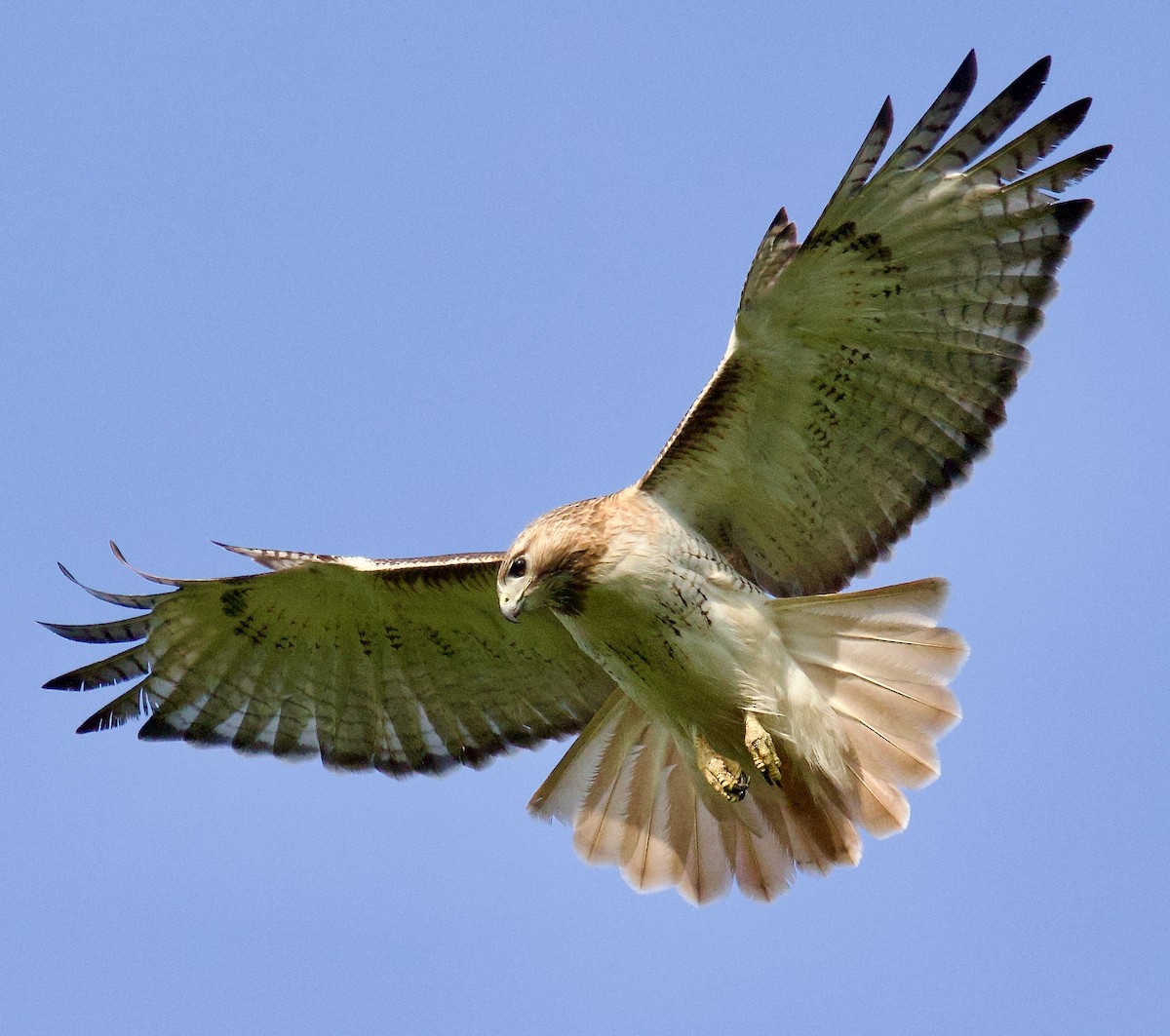 Red-tailed Hawk - ML618482714