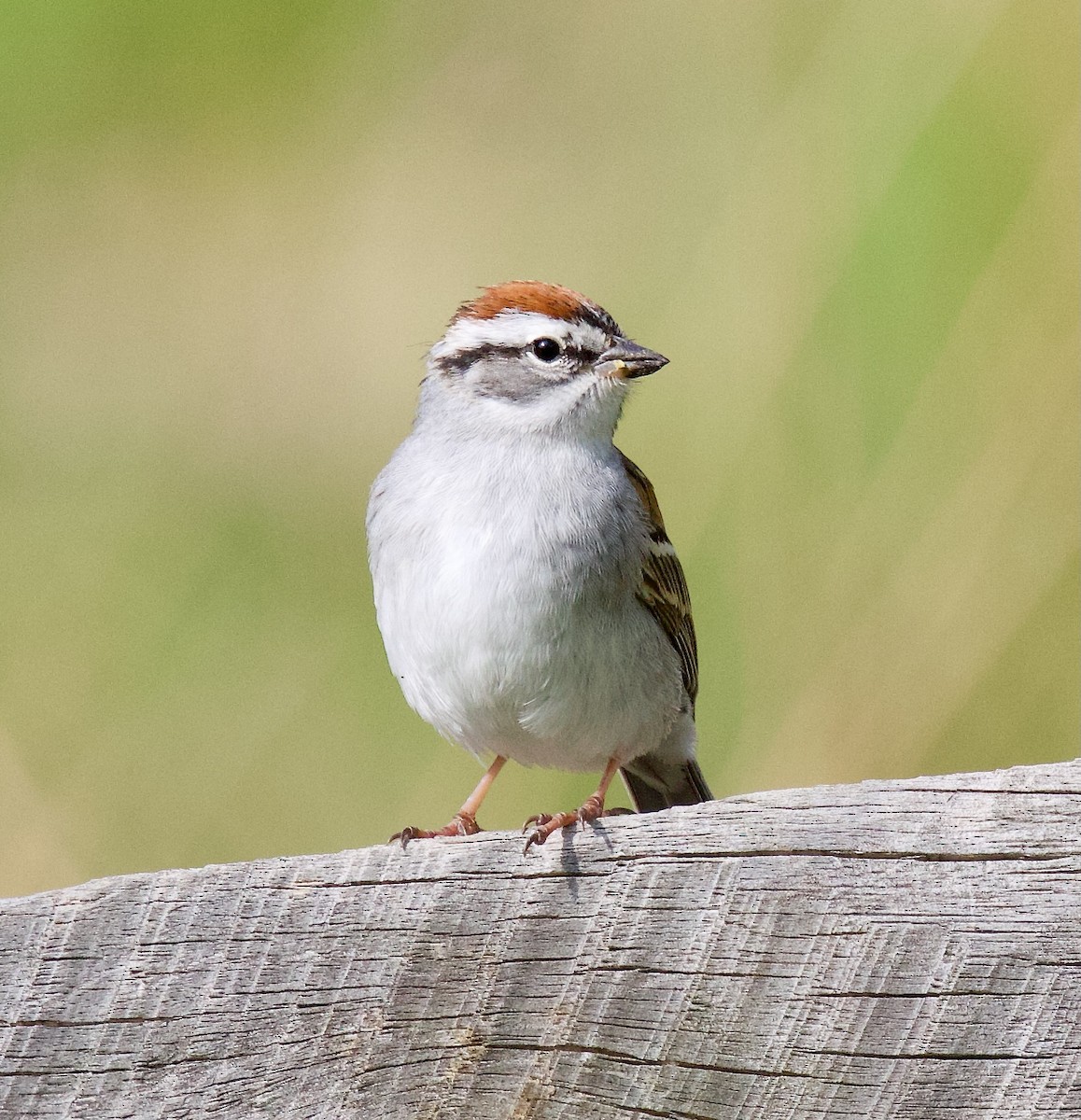 Chipping Sparrow - ML618482760