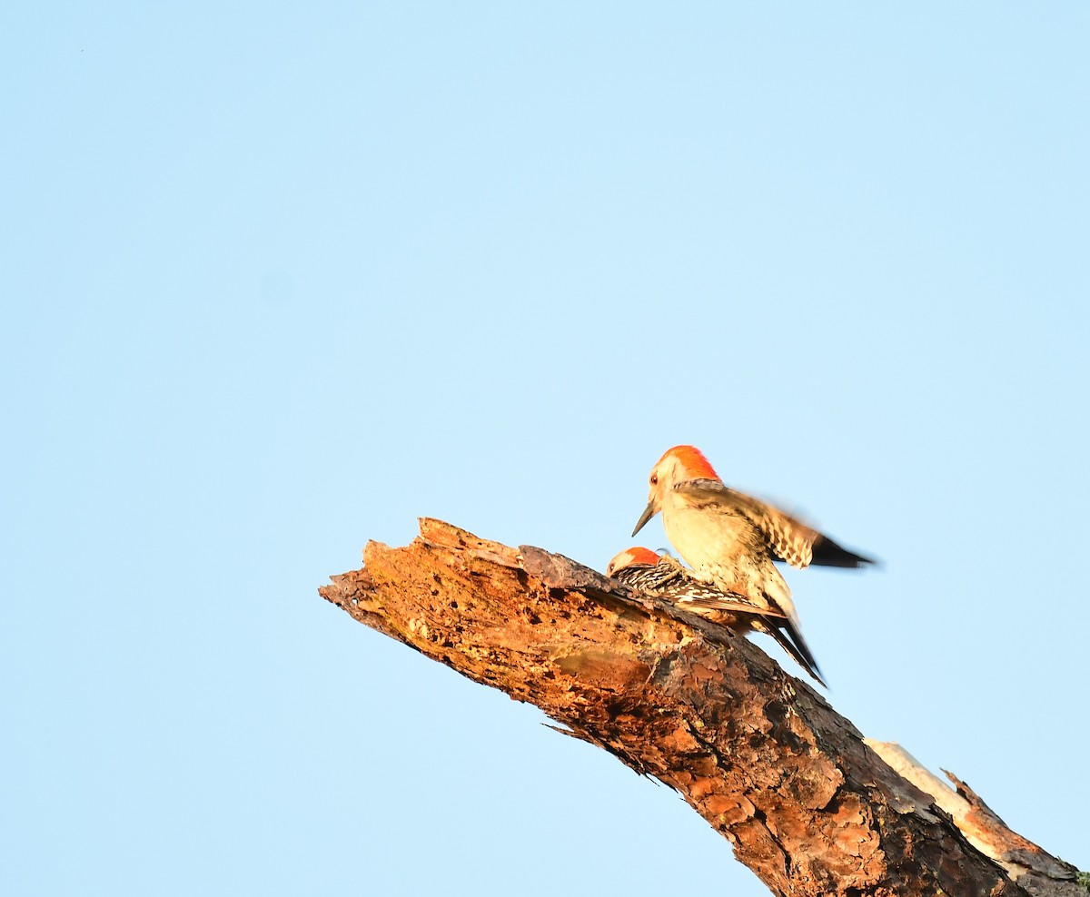 Red-bellied Woodpecker - ML618482832
