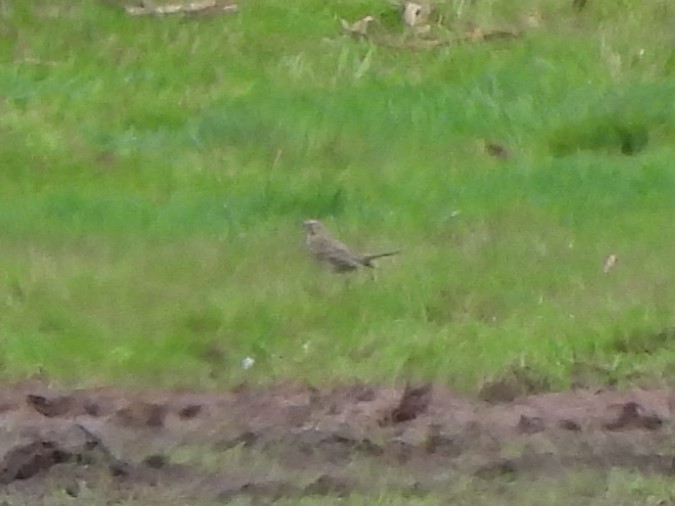 Water Pipit - ML618482859