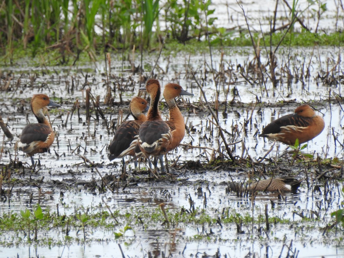 Fulvous Whistling-Duck - ML618482868