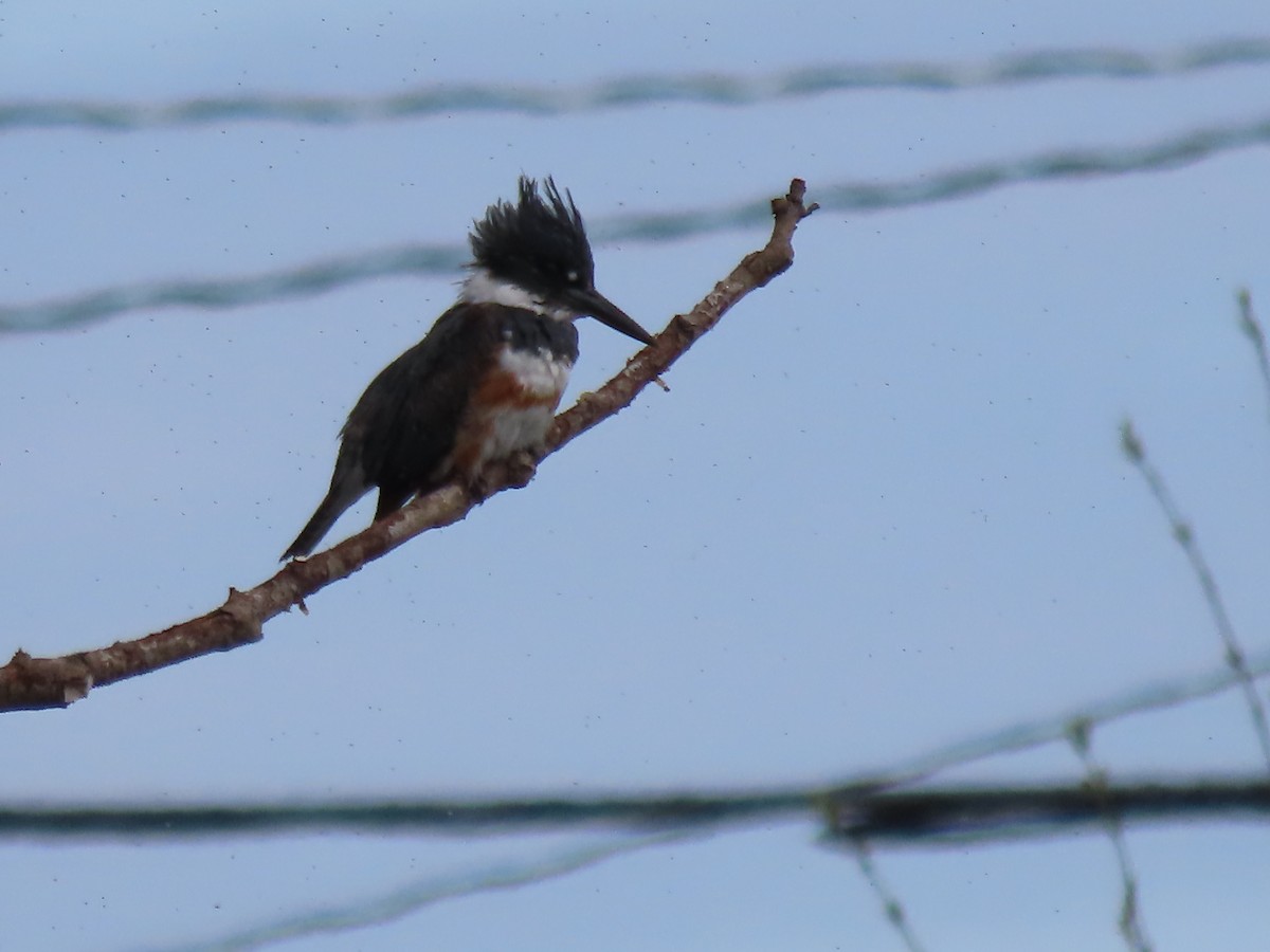 Belted Kingfisher - ML618482869