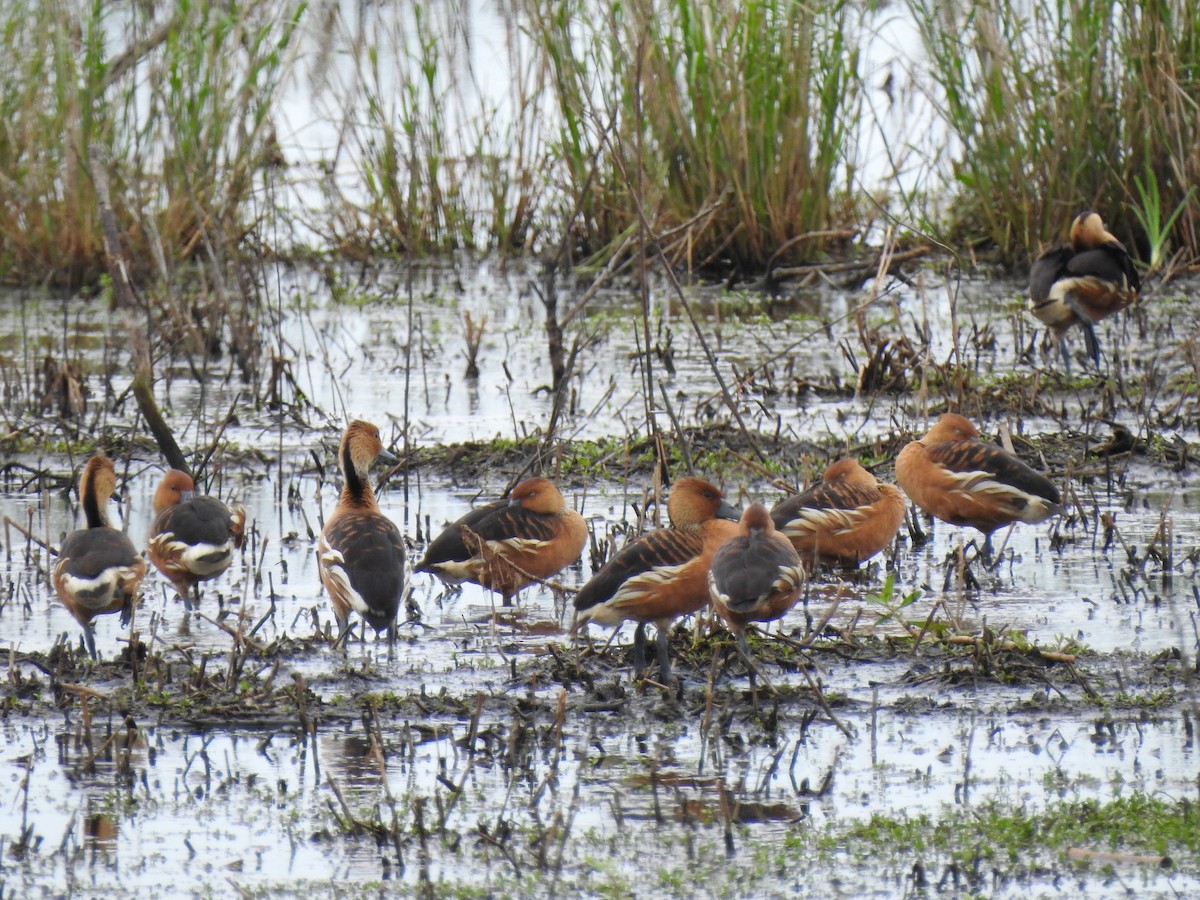 Fulvous Whistling-Duck - Anonymous