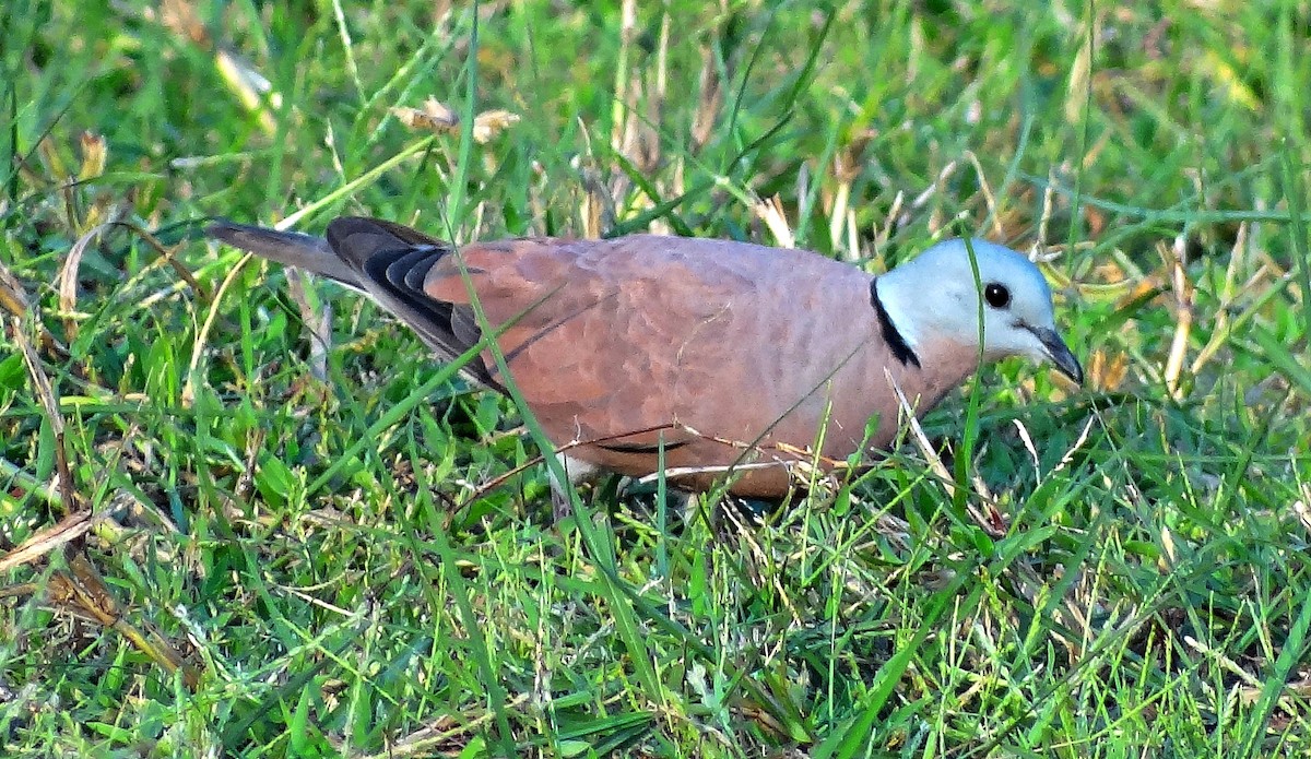 Red Collared-Dove - ML618482877