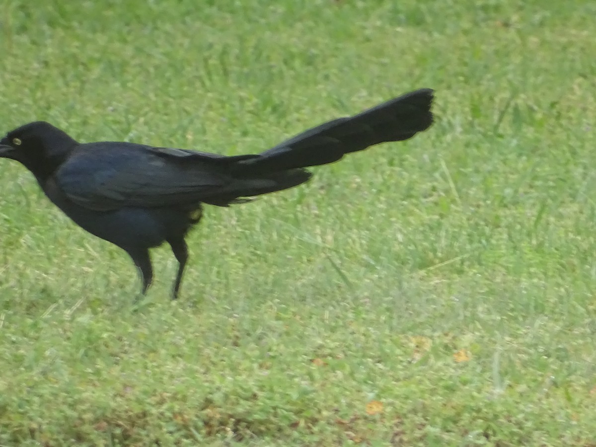 Great-tailed Grackle - ML618482883