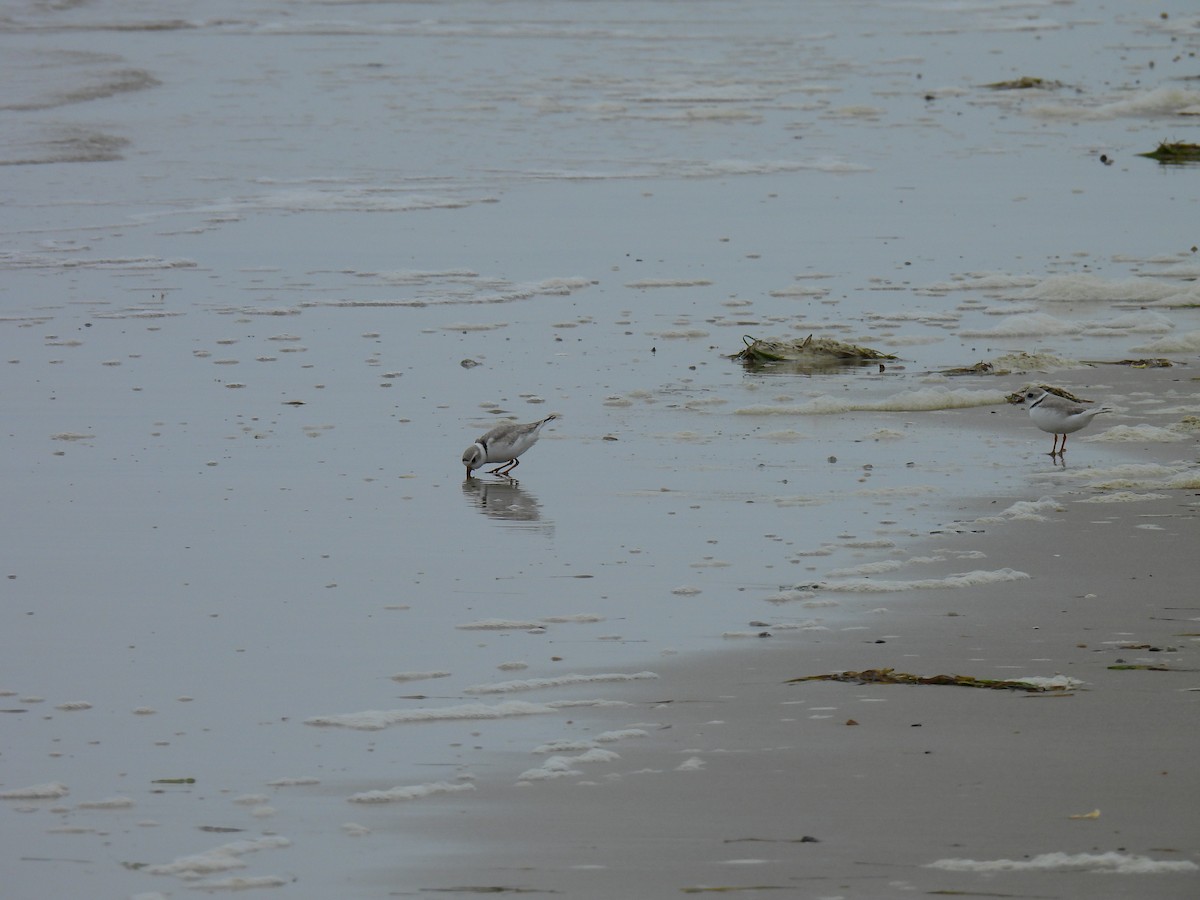 Piping Plover - ML618482928
