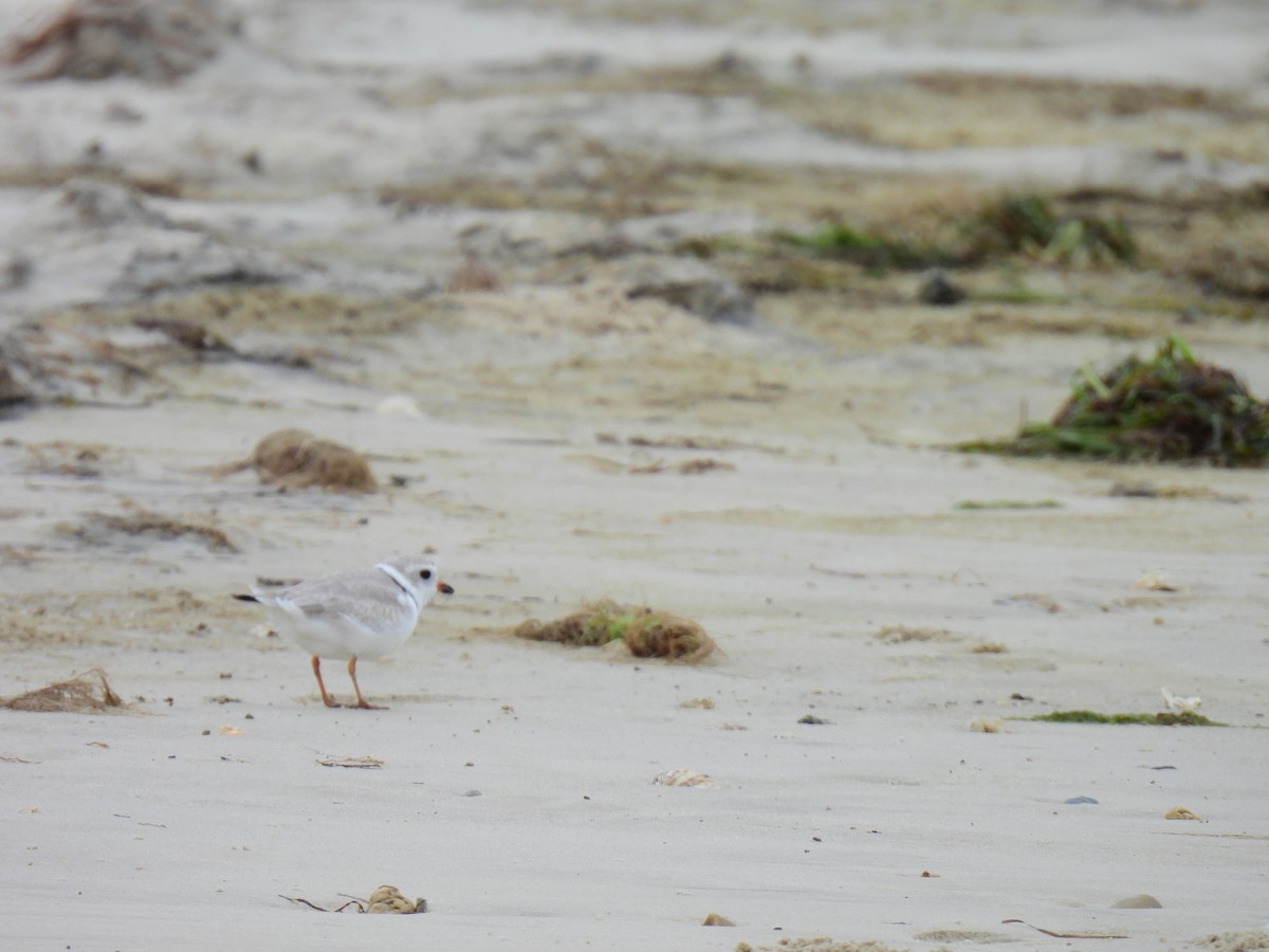 Piping Plover - ML618482929