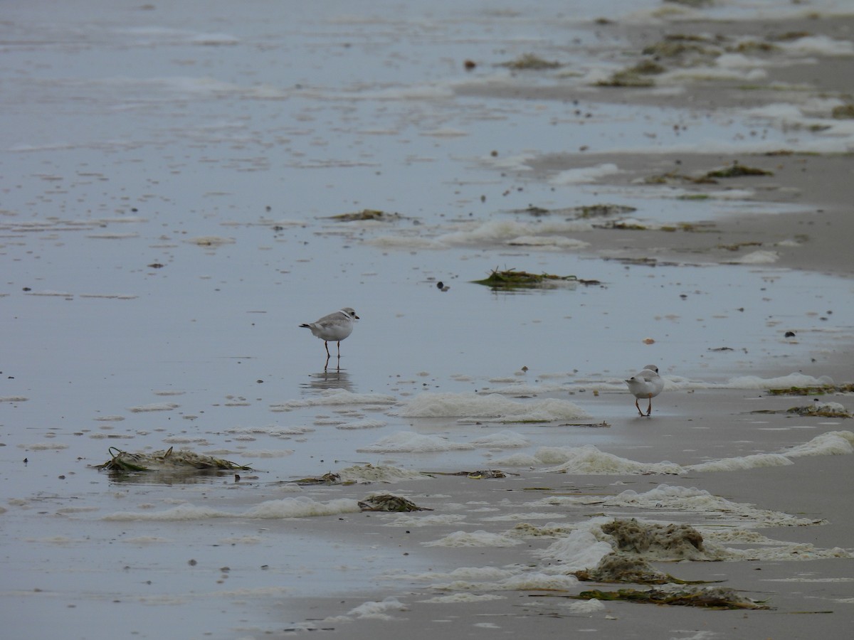 Piping Plover - ML618482930