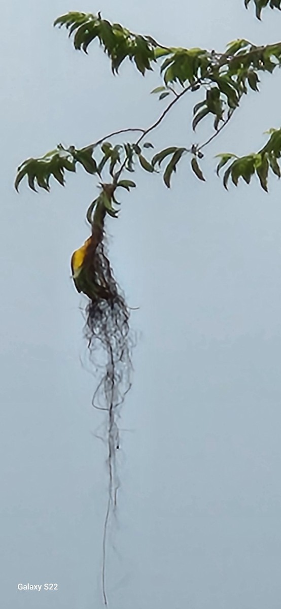 Spot-breasted Oriole - ML618482985