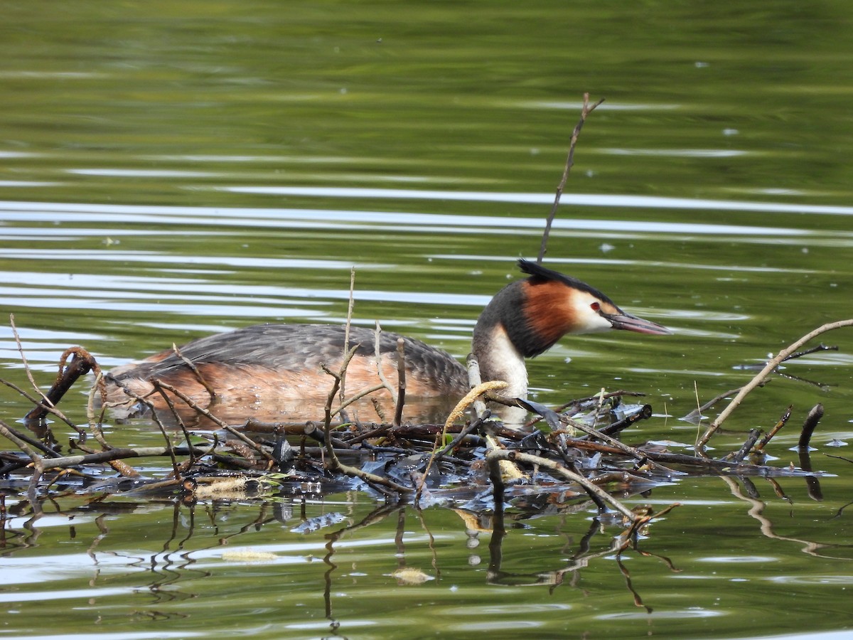 Great Crested Grebe - ML618482997