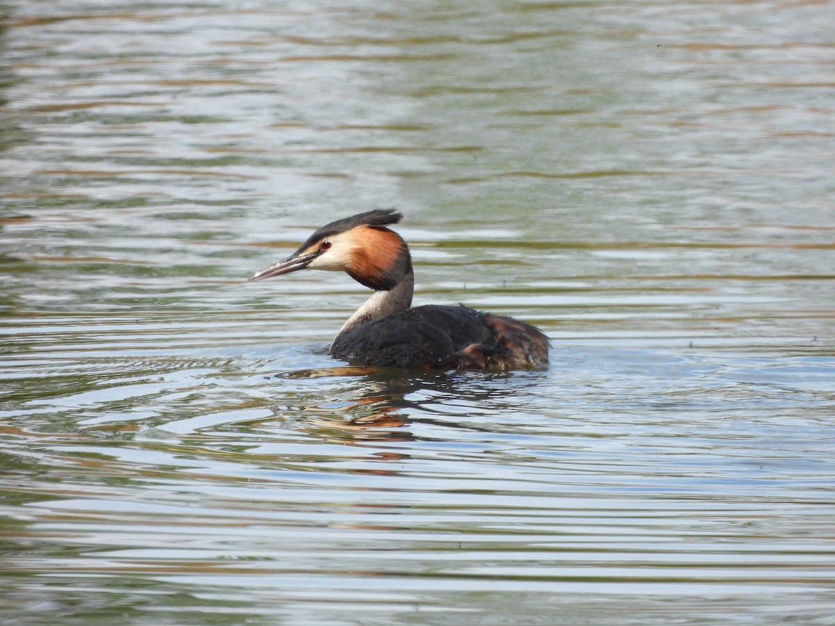 Great Crested Grebe - ML618483004