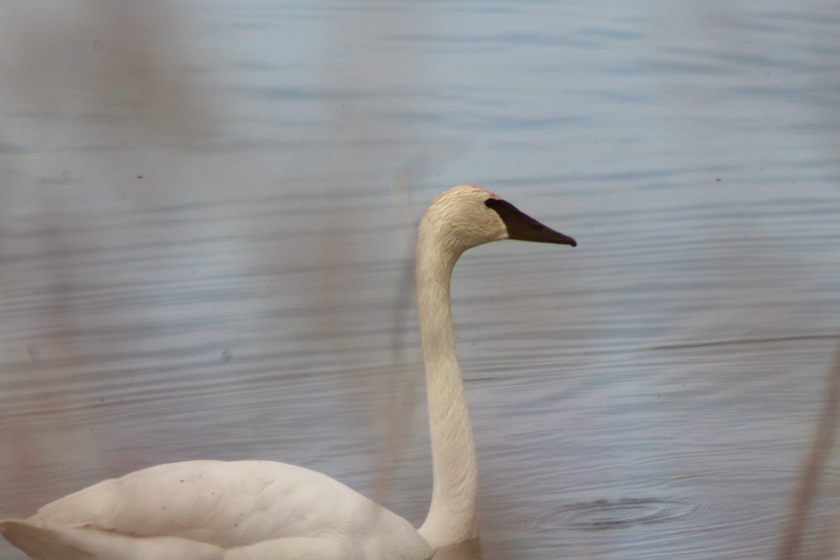 Trumpeter Swan - Brittany Comeau