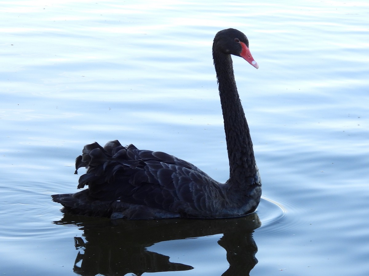Black Swan - ML618483054