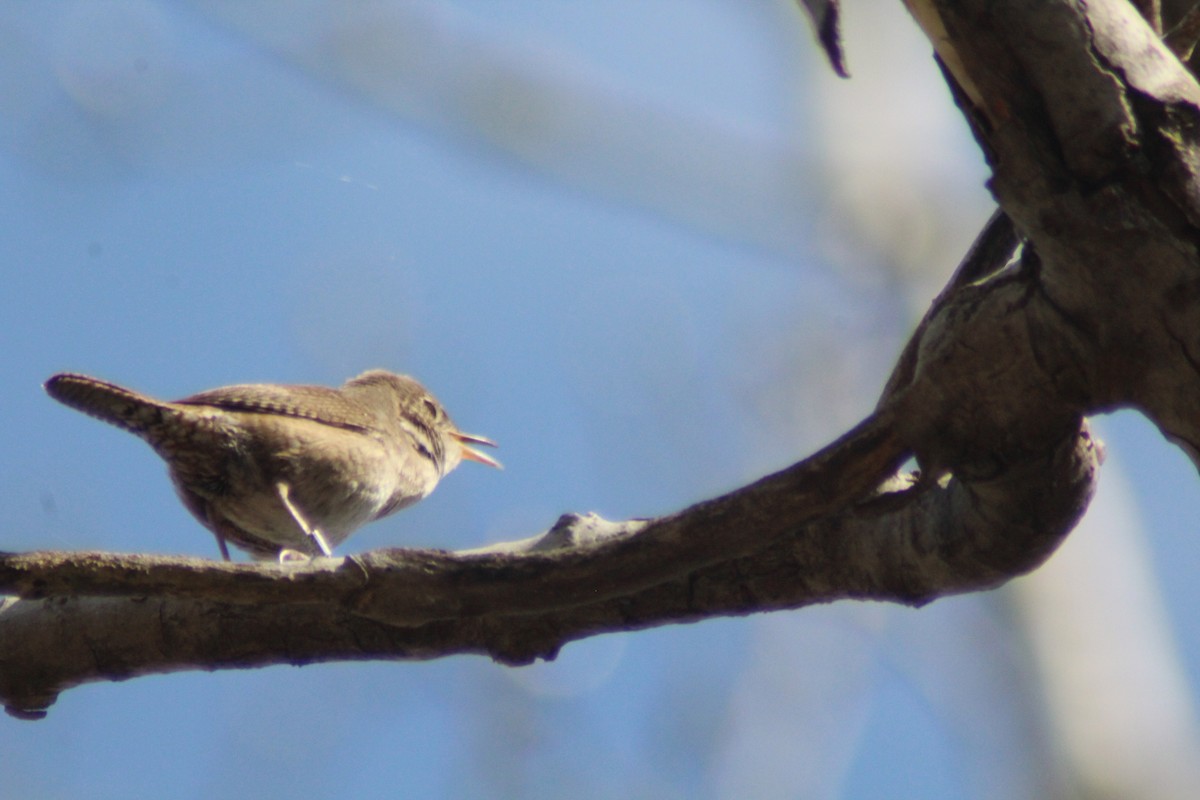 House Wren - Brittany Comeau