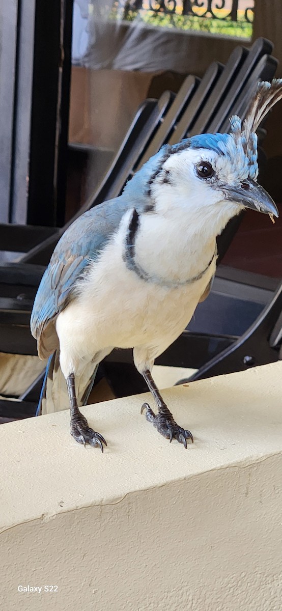 White-throated Magpie-Jay - ML618483183