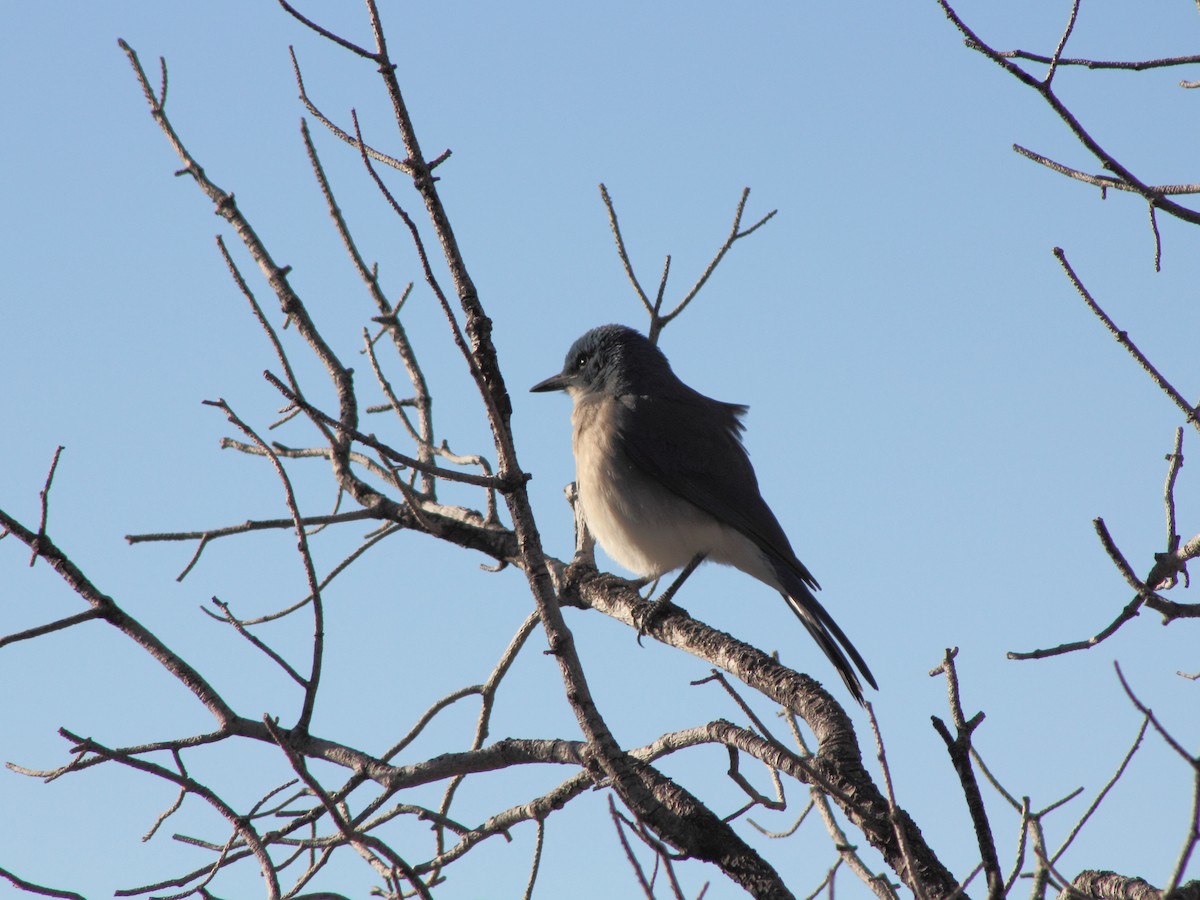 Mexican Jay - ML618483195