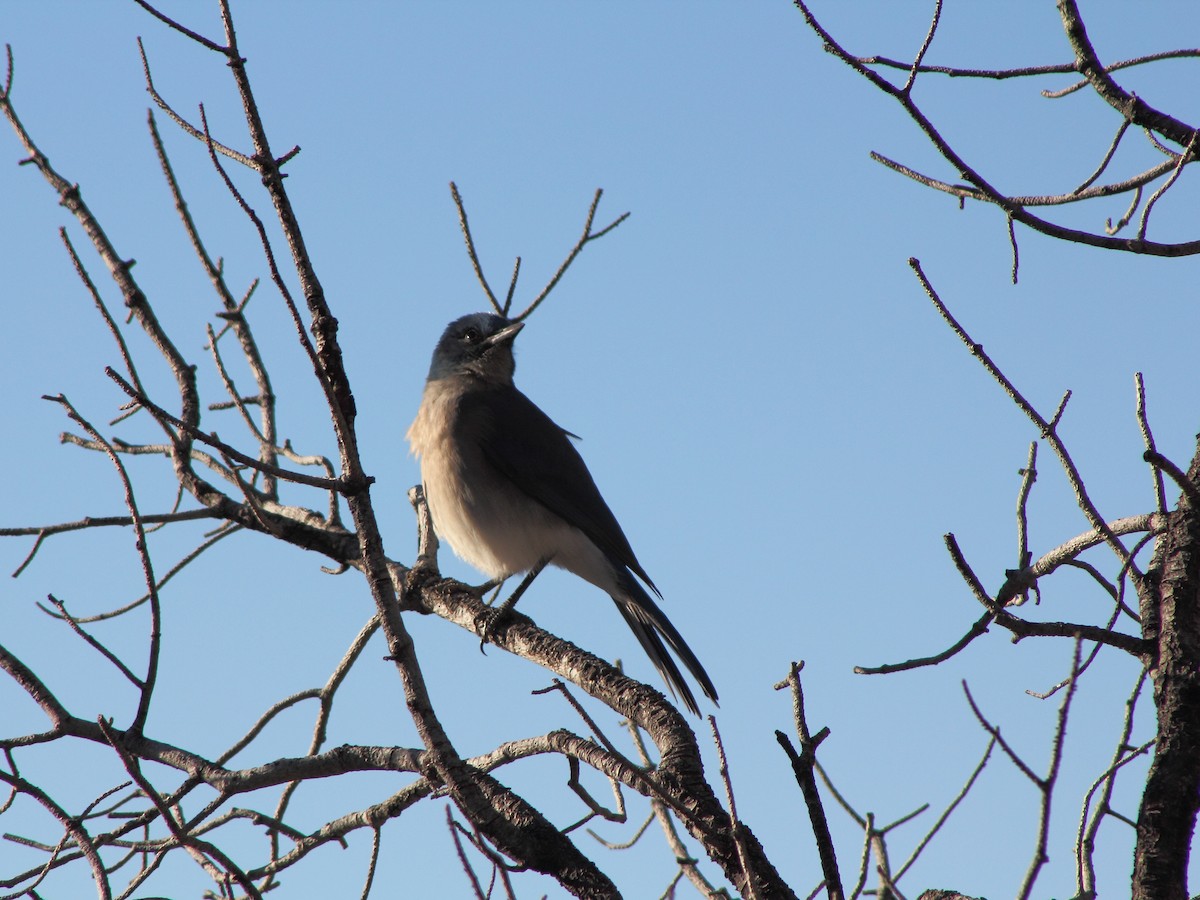 Mexican Jay - ML618483206