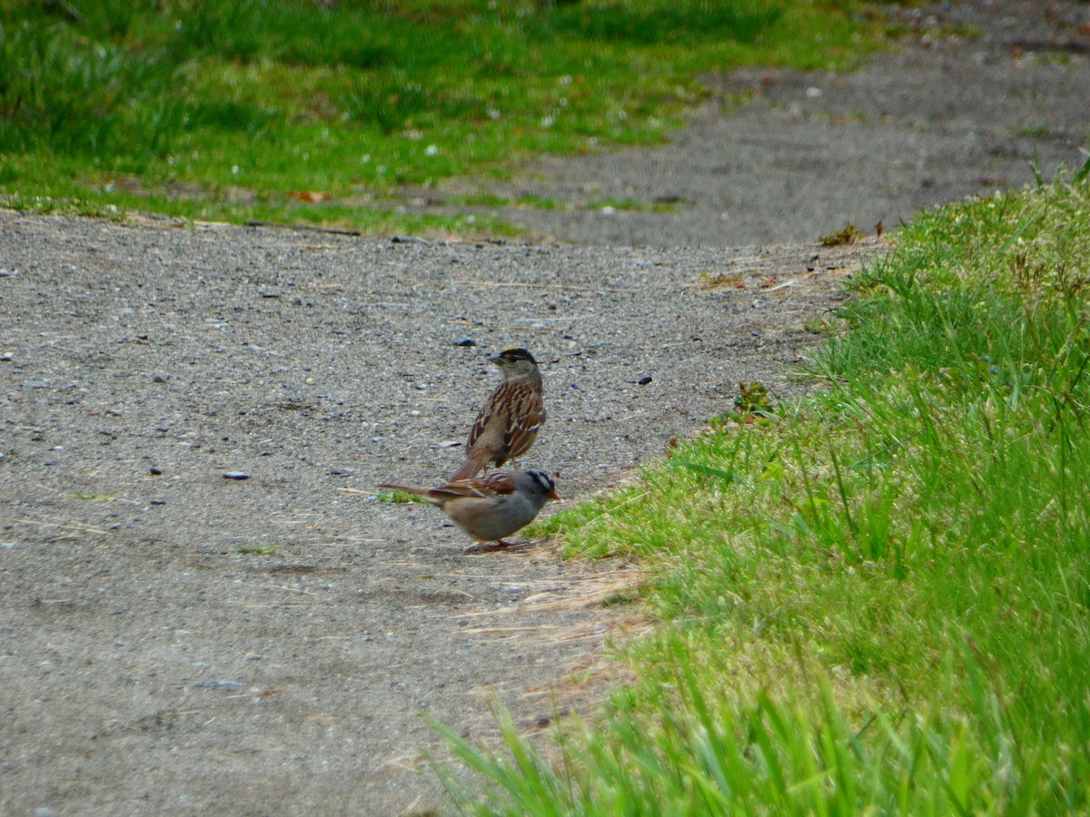 Golden-crowned Sparrow - ML618483217