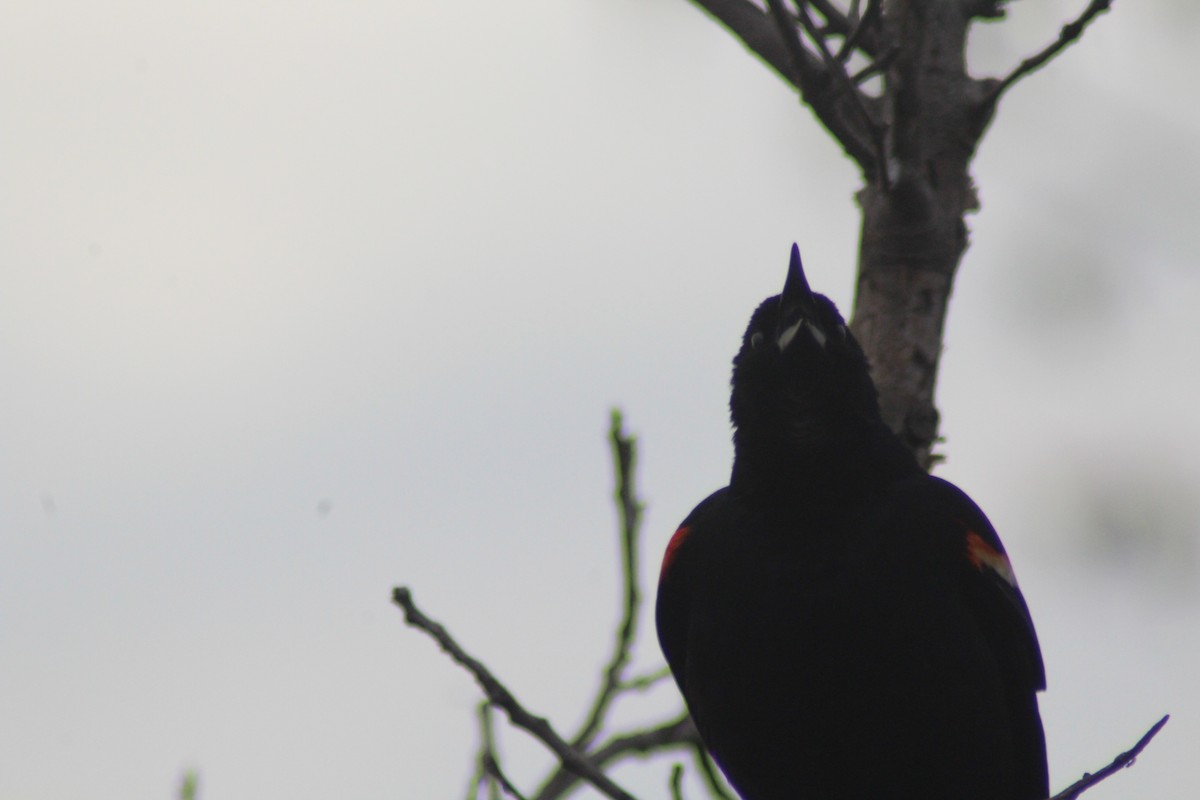 Red-winged Blackbird - Brittany Comeau