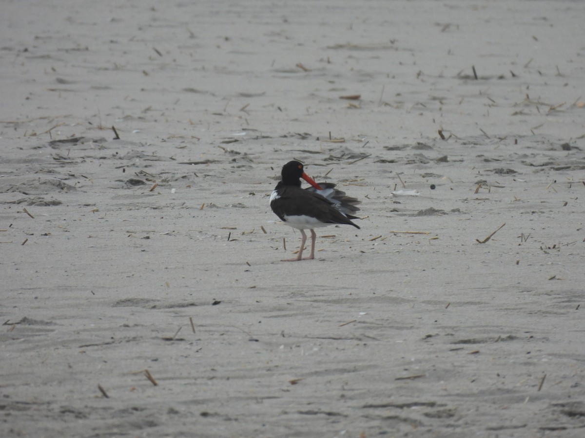 American Oystercatcher - Perry Yingling