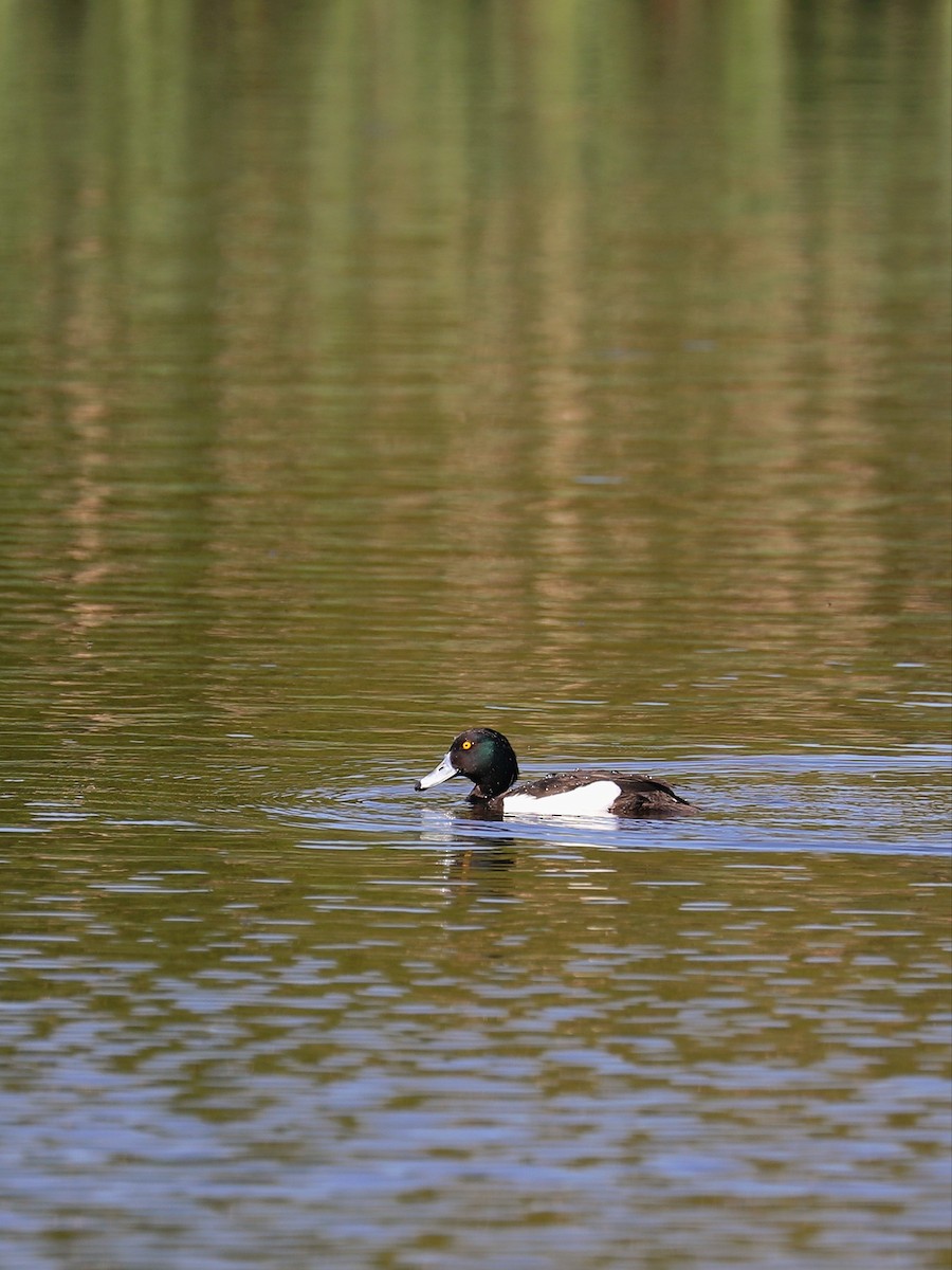 Tufted Duck - ML618483243