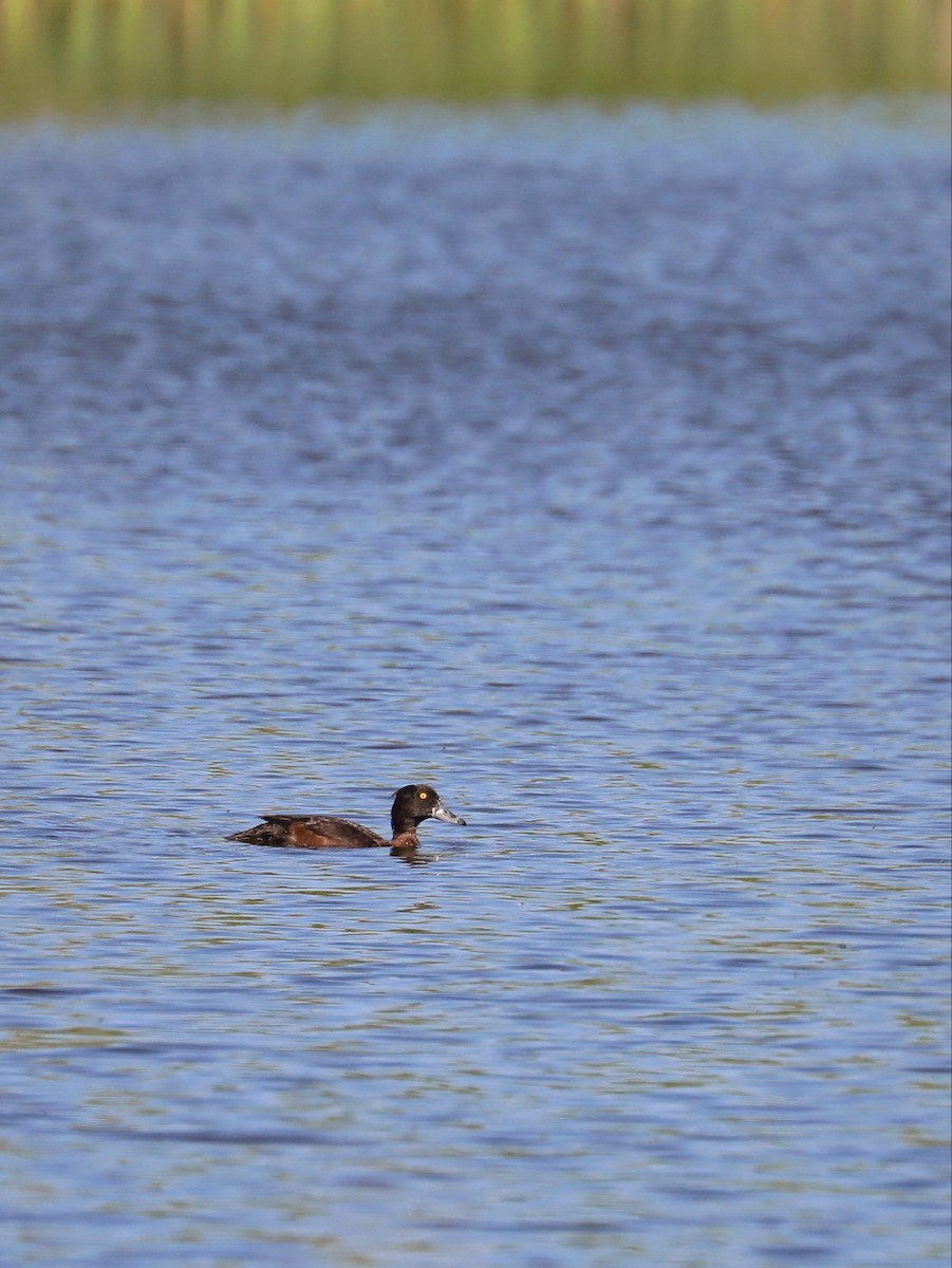 Tufted Duck - ML618483244