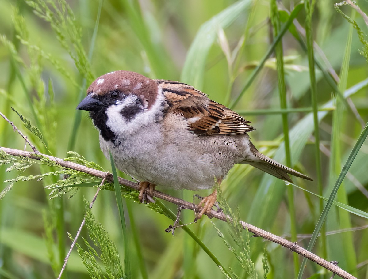 Eurasian Tree Sparrow - ML618483281