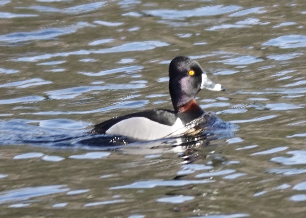 Ring-necked Duck - ML618483284