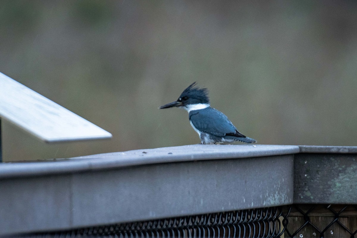 Belted Kingfisher - ML618483285