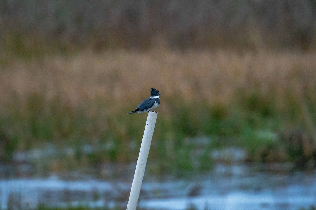 Belted Kingfisher - ML618483286