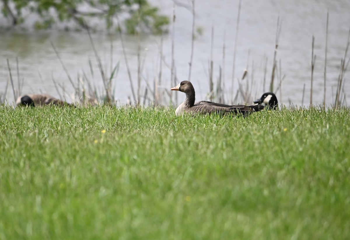 Greater White-fronted Goose - ML618483293