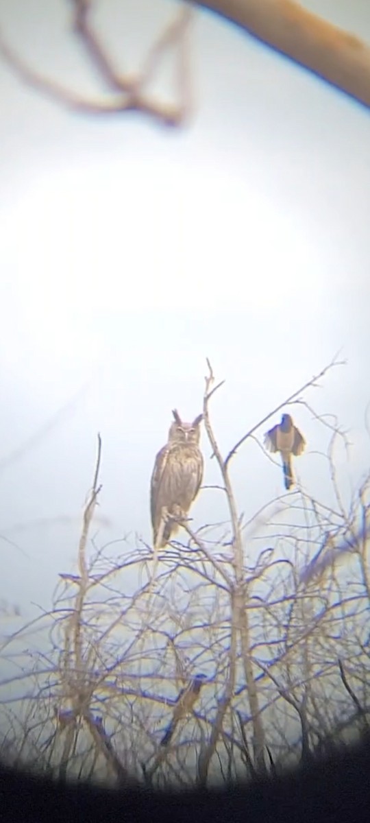 Dusky Eagle-Owl - Aamir Matli