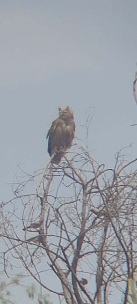 Dusky Eagle-Owl - Aamir Matli