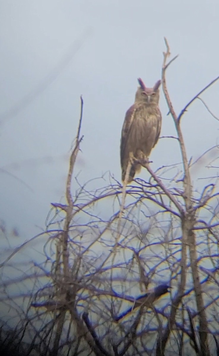 Dusky Eagle-Owl - ML618483302