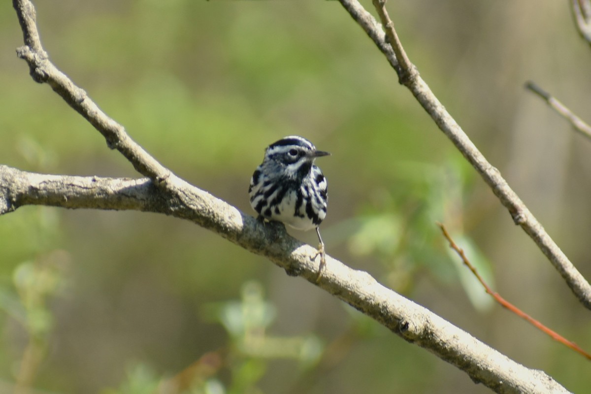 Black-and-white Warbler - ML618483417