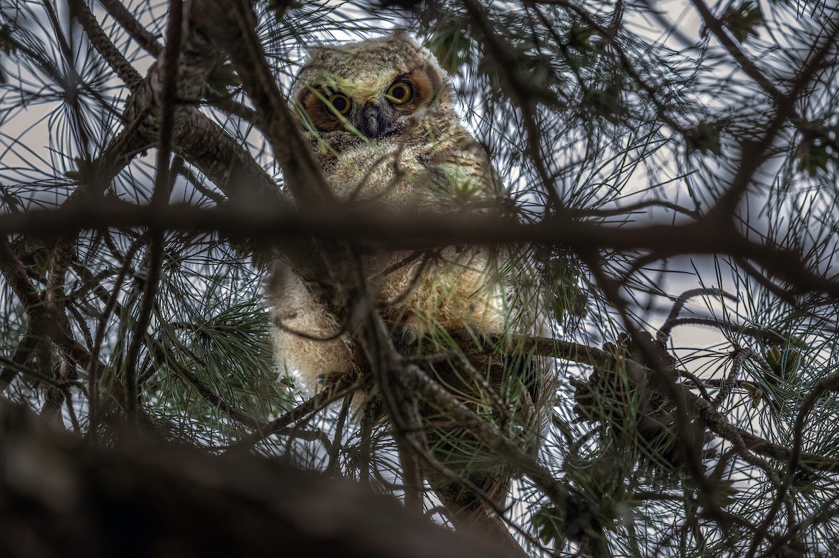 Great Horned Owl - ML618483435