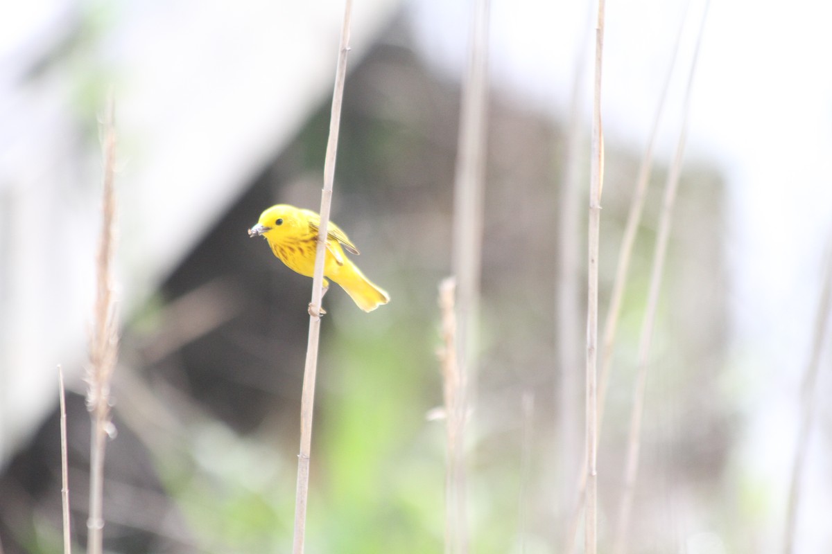 Yellow Warbler - Caleb Guzman