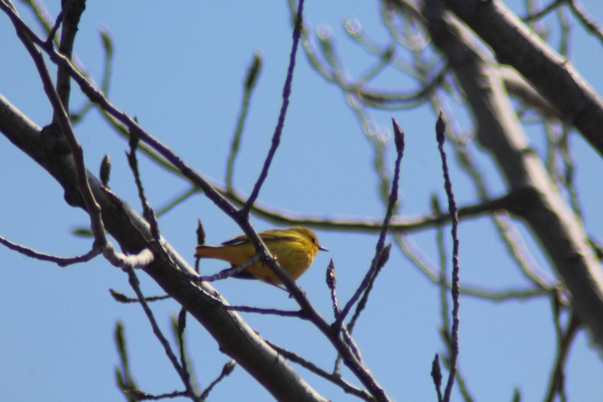 Yellow Warbler - Brittany Comeau
