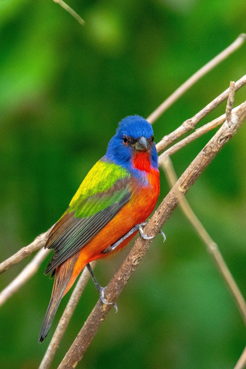 Painted Bunting - ML618483472