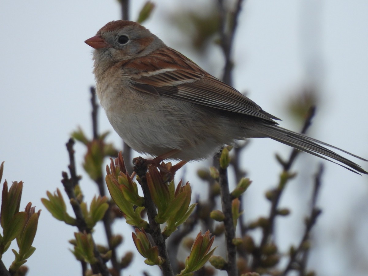 Field Sparrow - ML618483476
