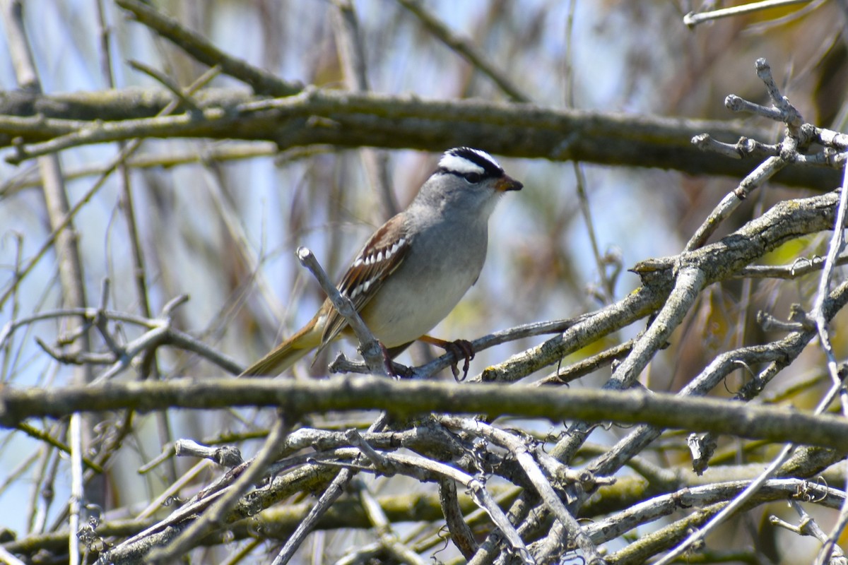 White-crowned Sparrow - ML618483503