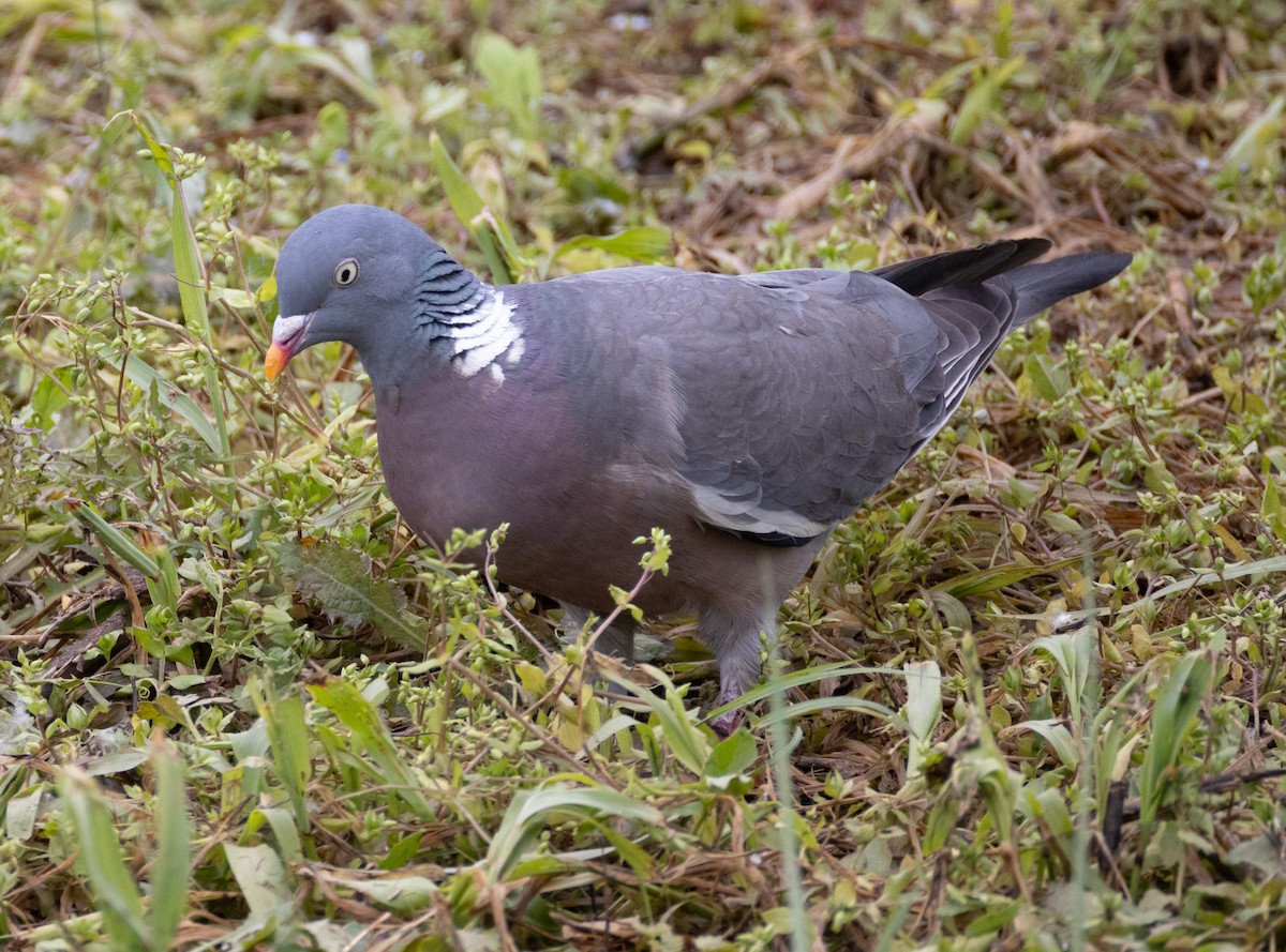 Common Wood-Pigeon - ML618483530