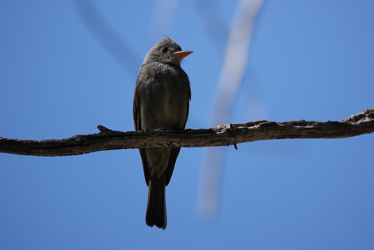 Greater Pewee - Terry Pollock