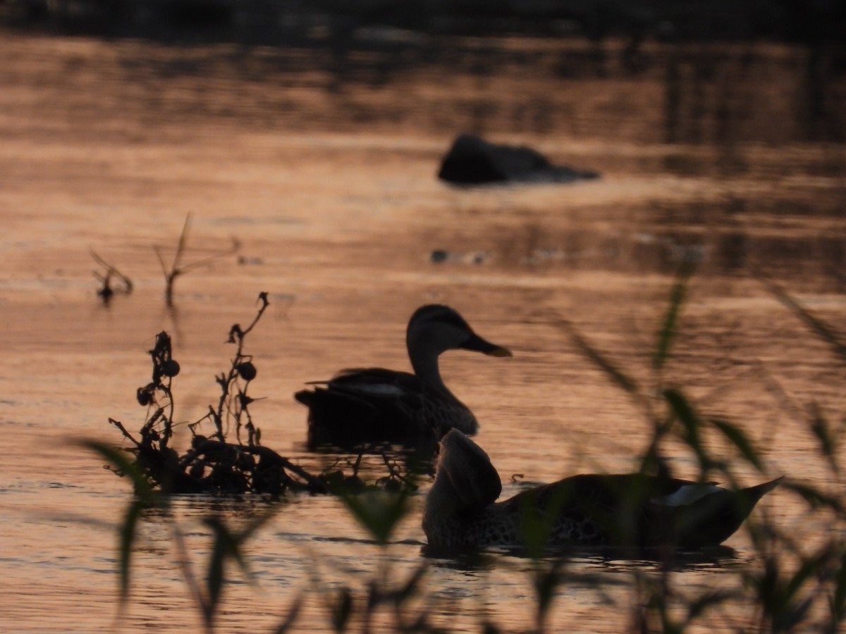 Indian Spot-billed Duck - Lakshmikant Neve