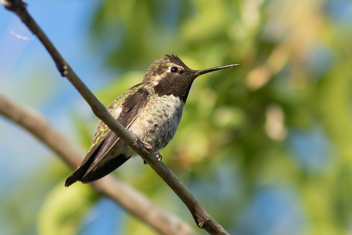 Anna's Hummingbird - ML618483576