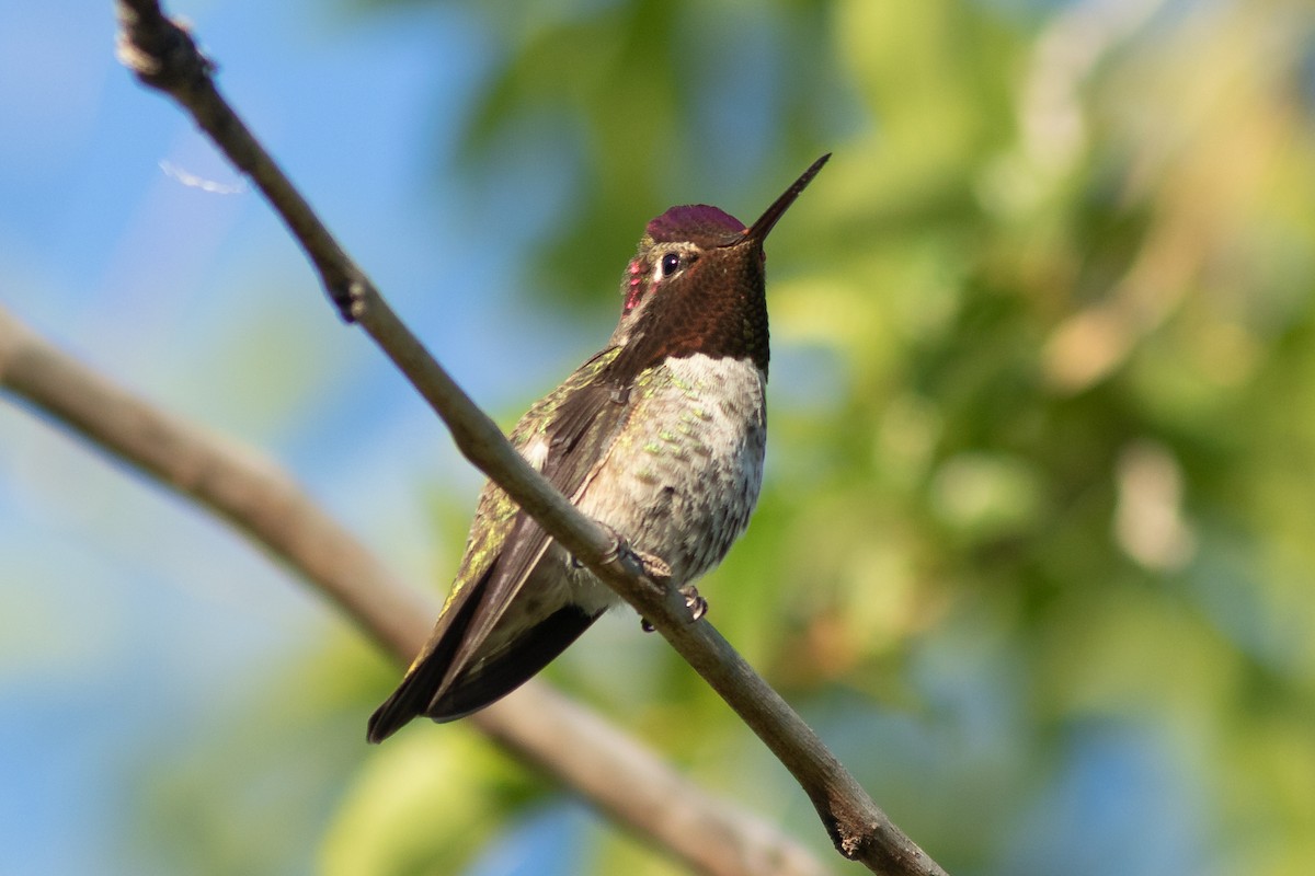 Anna's Hummingbird - ML618483577