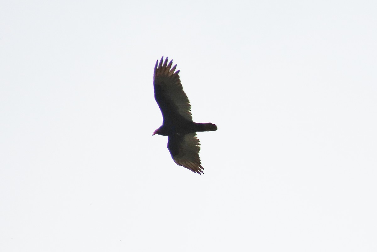 Turkey Vulture - ML618483607