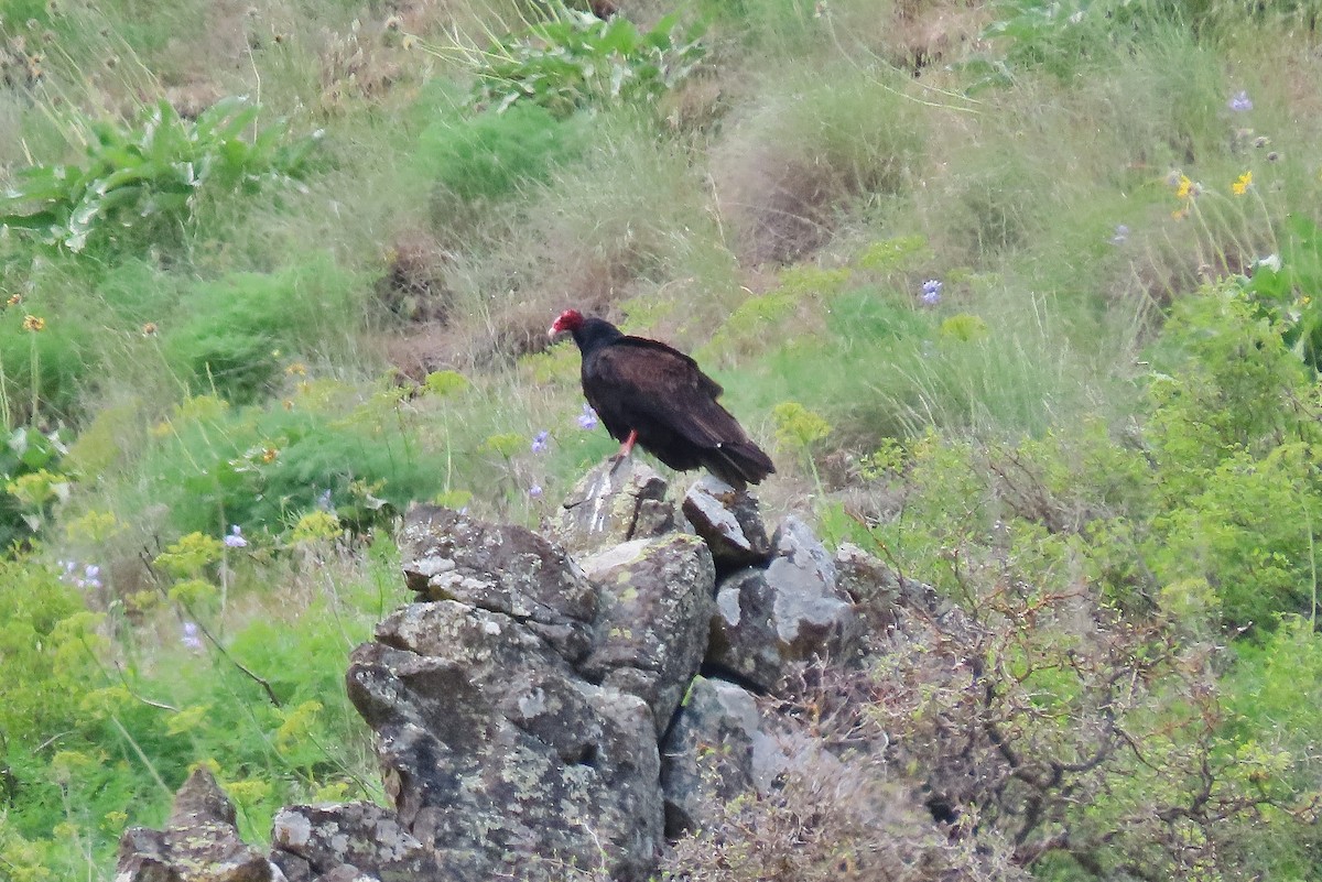 Turkey Vulture - ML618483609