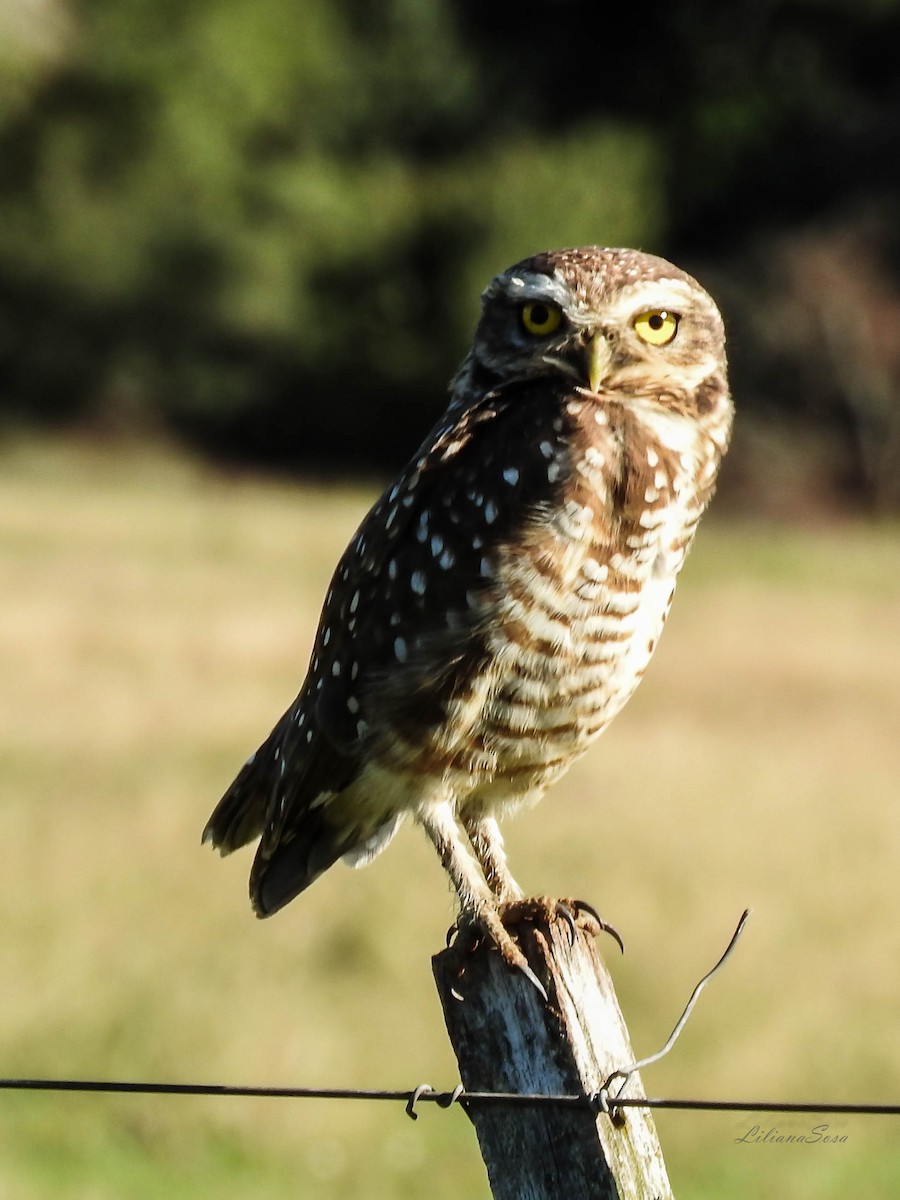 Burrowing Owl - ML618483622
